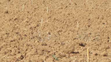 Irrigation goutte à goutte Maroc prix